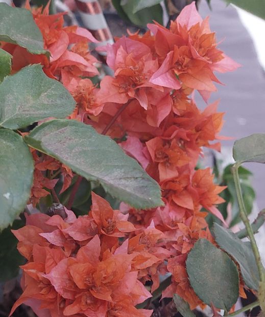  - Bougainvillea