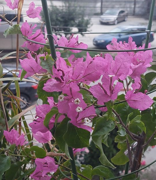  - Bougainvillea