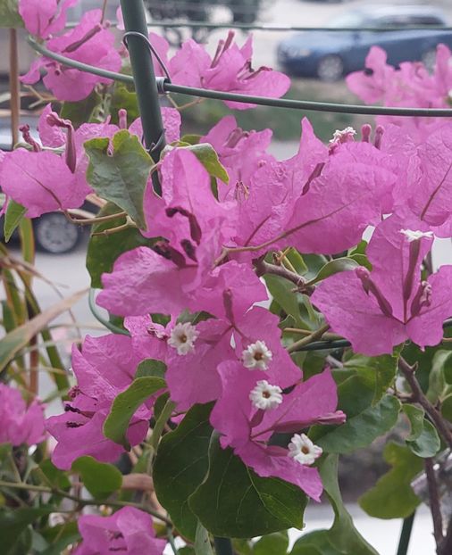  - Bougainvillea