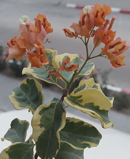  - Bougainvillea