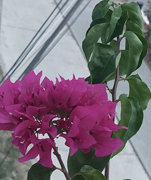  - Bougainvillea