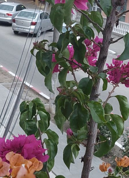  - Bougainvillea