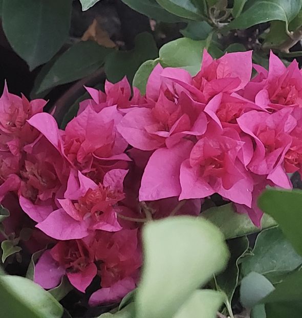  - Bougainvillea