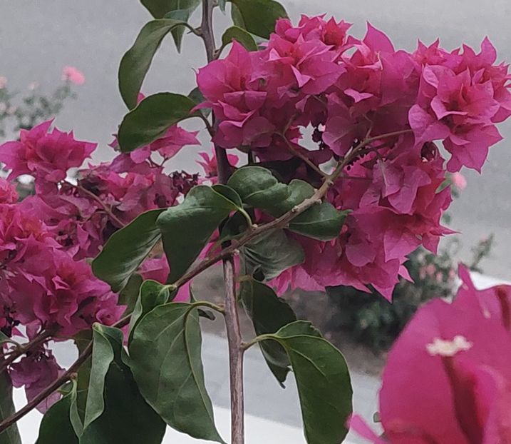  - Bougainvillea