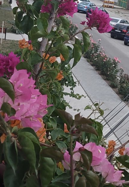  - Bougainvillea