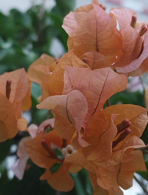  - Bougainvillea