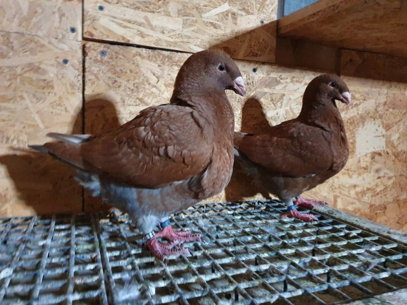 Frați de cuib - Pui 2022