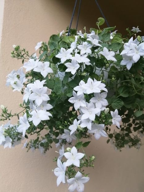  - Campanula