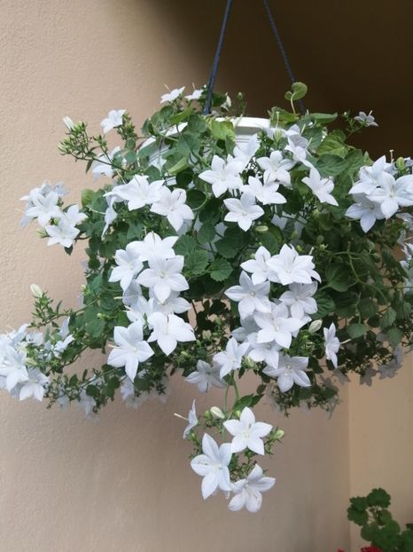  - Campanula
