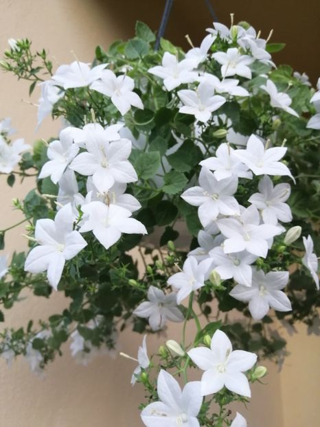  - Campanula