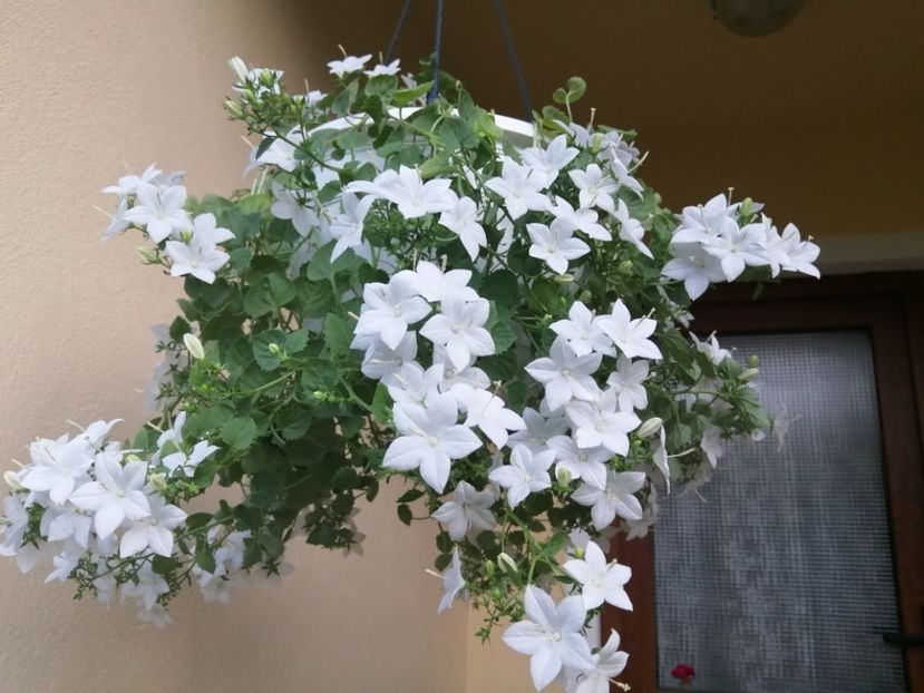  - Campanula