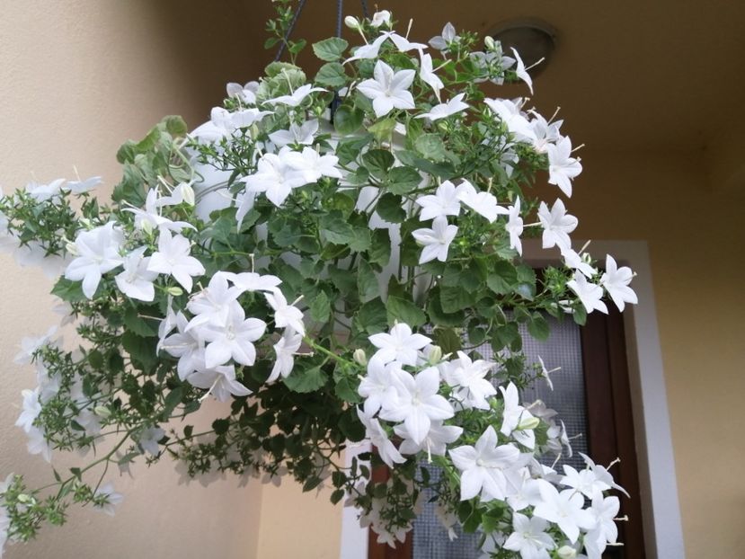  - Campanula