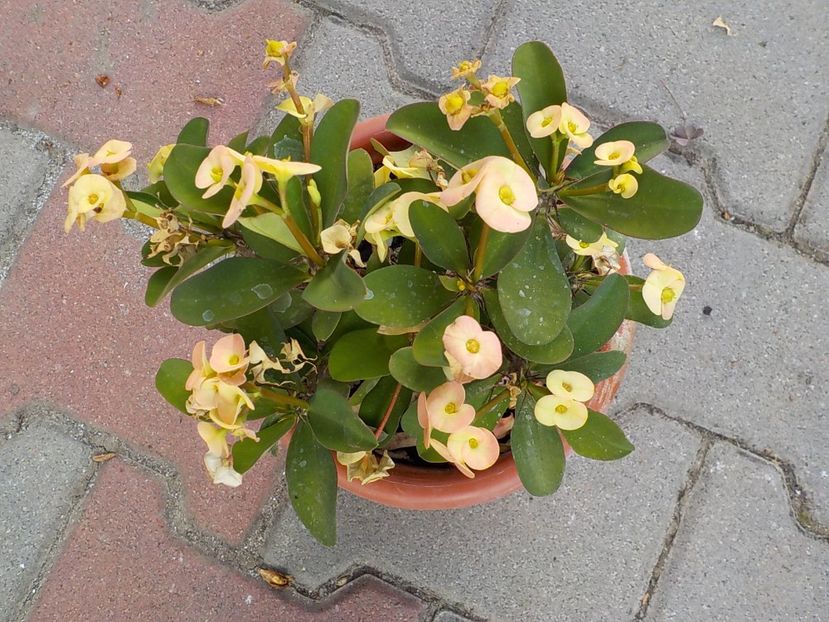  - euphorbia milli