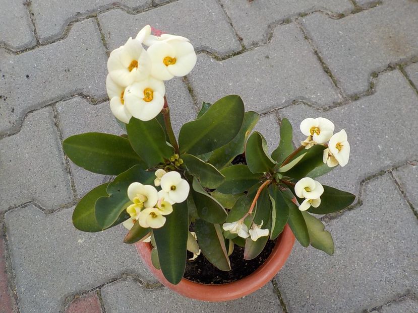  - euphorbia milli