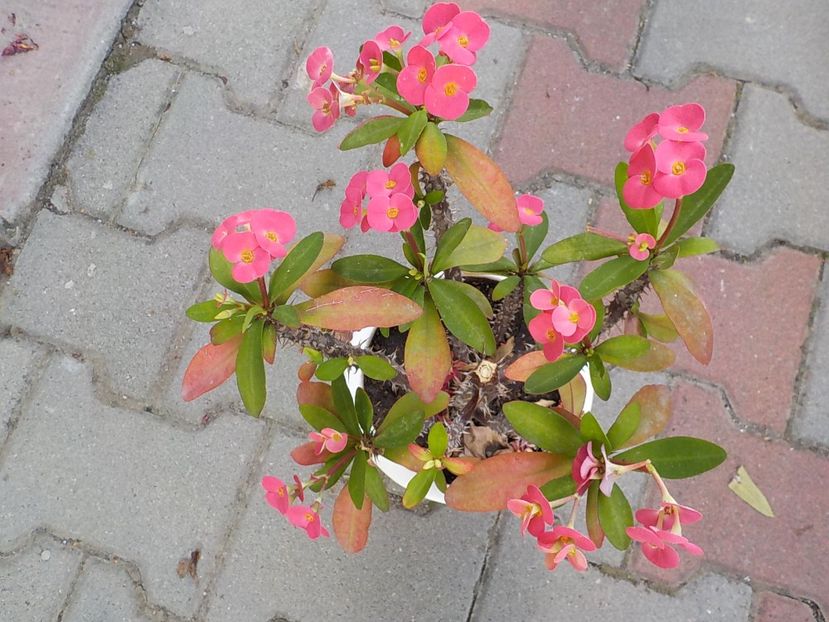  - euphorbia milli