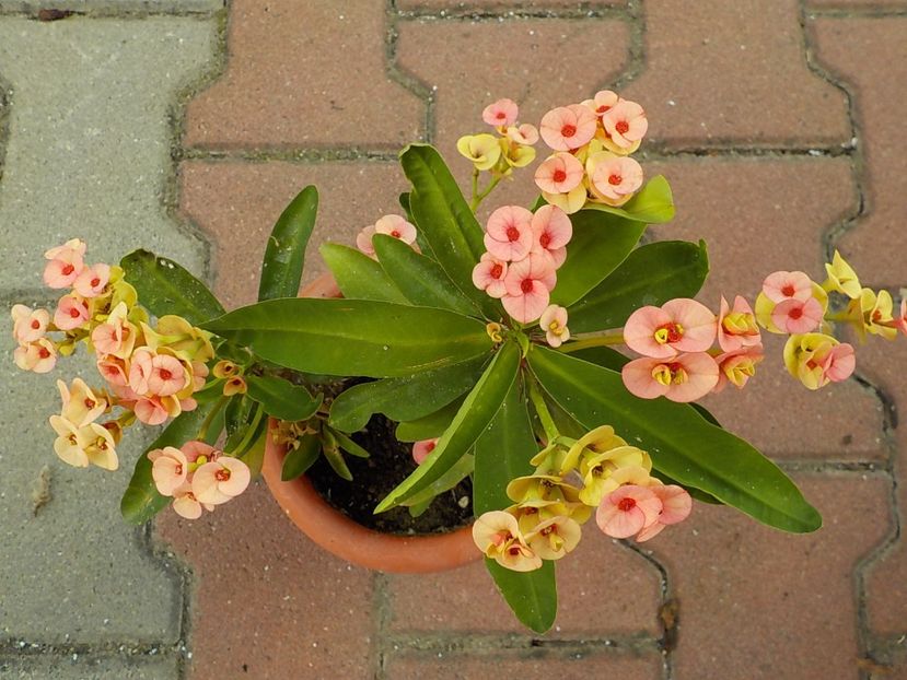  - euphorbia milli