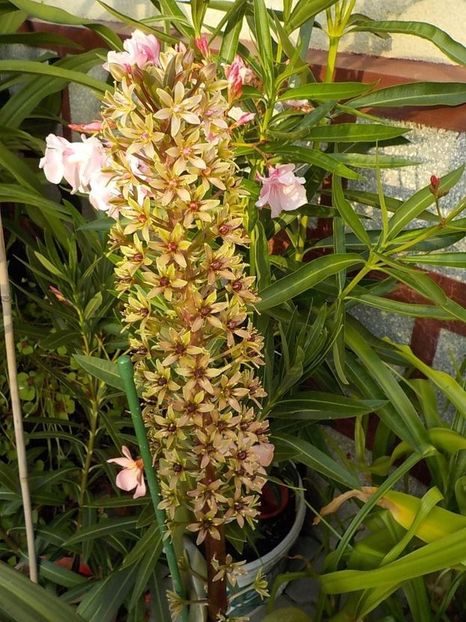  - eucomis