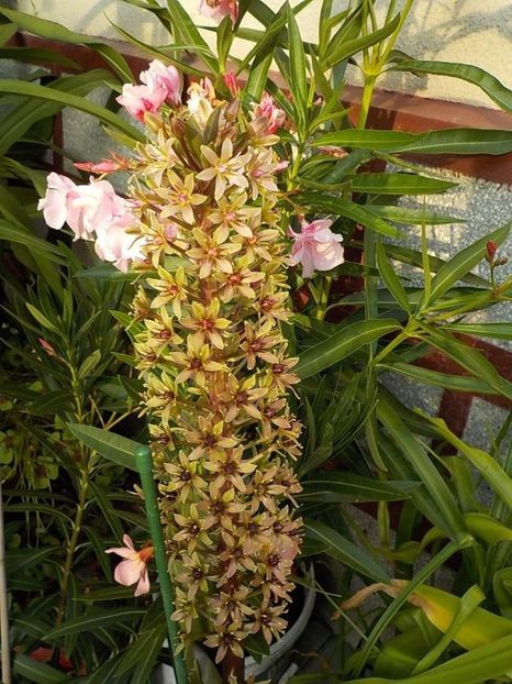  - eucomis