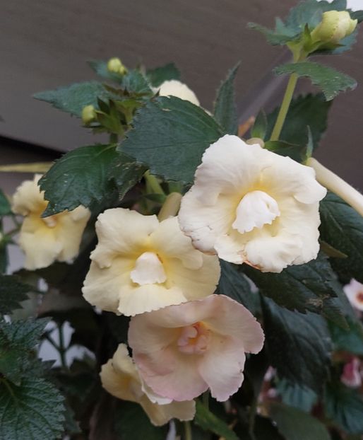  - YELLOW ENGLISH ROSE 2