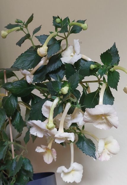  - YELLOW ENGLISH ROSE 2