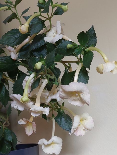  - YELLOW ENGLISH ROSE 2