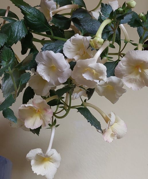  - YELLOW ENGLISH ROSE 2