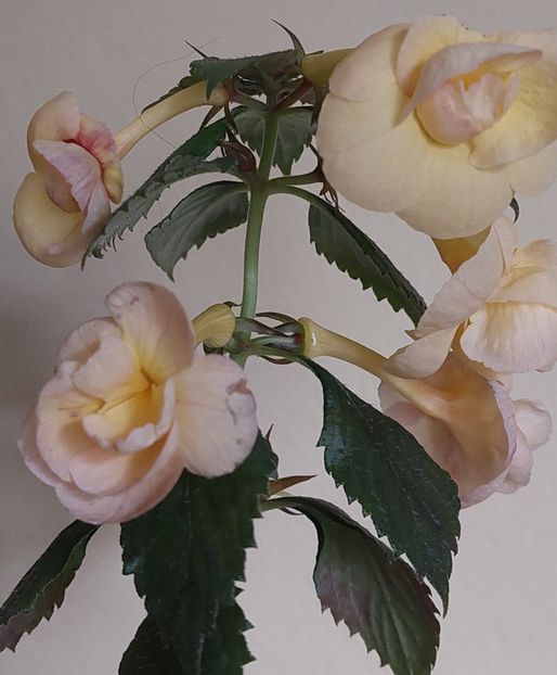  - RFs TROPICANA 2
