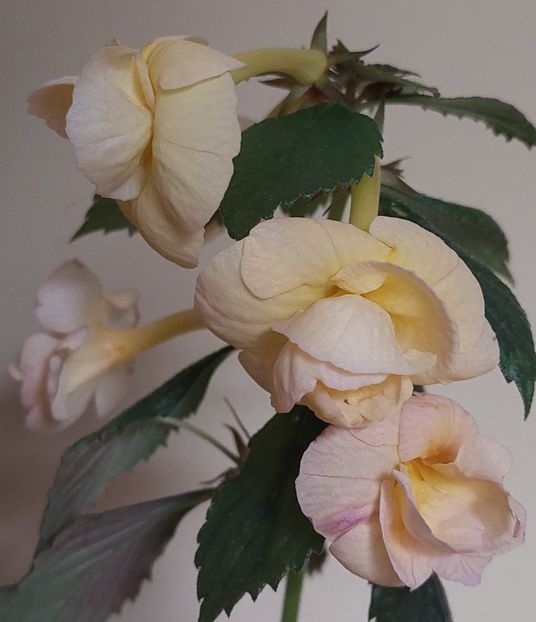Rf's Tropicana - AAA RIZOMI ACHIMENES DISPONIBILI -2023