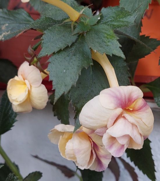  - RFs TROPICANA 2