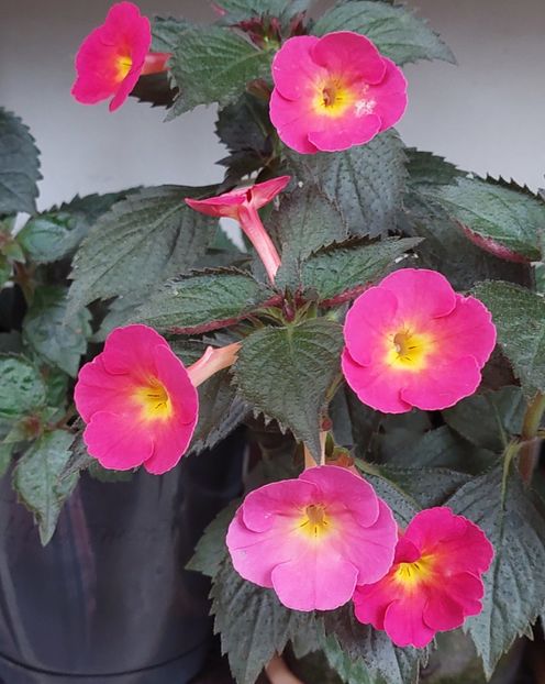 CHERRY FLOW - AAA RIZOMI ACHIMENES DISPONIBILI -2023