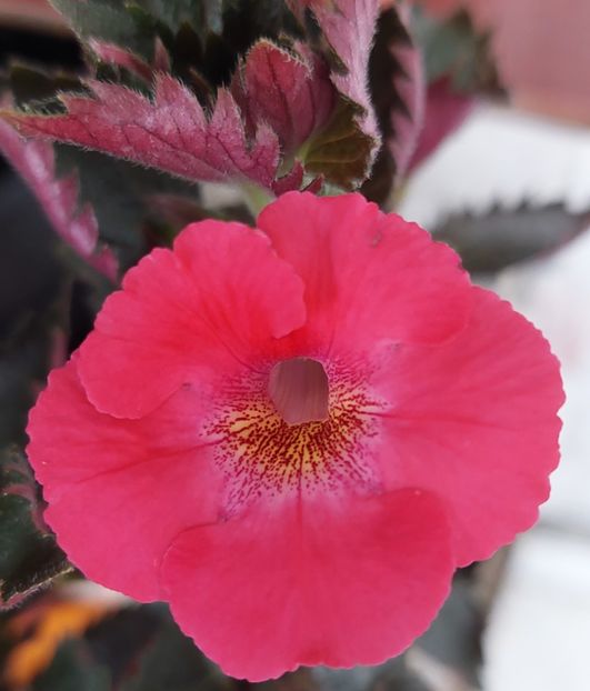  - BRID-S SCHMETTERLING