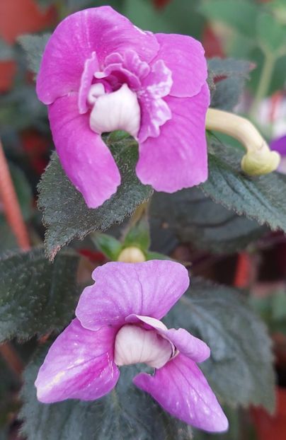  - BRID-S CARLOTTE TERESA