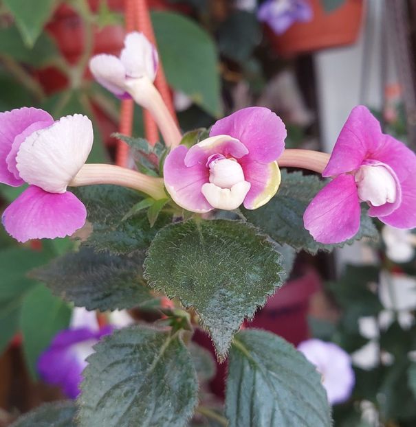  - BRID-S CARLOTTE TERESA