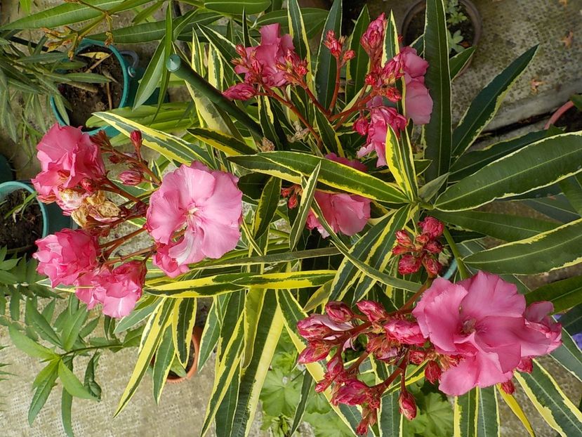  - variegat nr 24