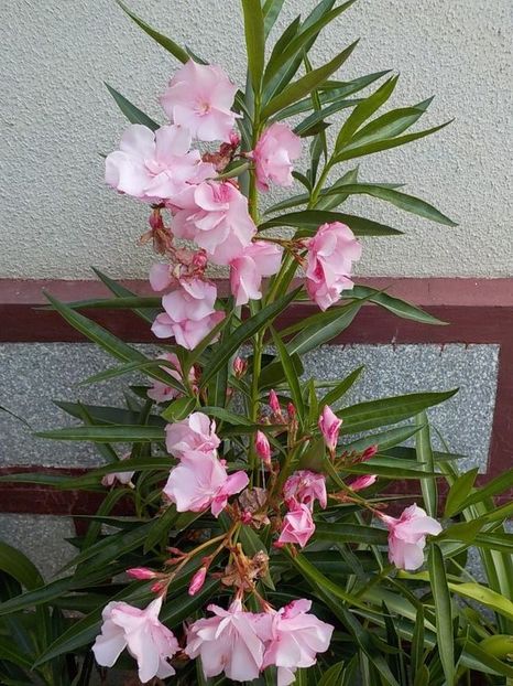  - madam hellena nr82