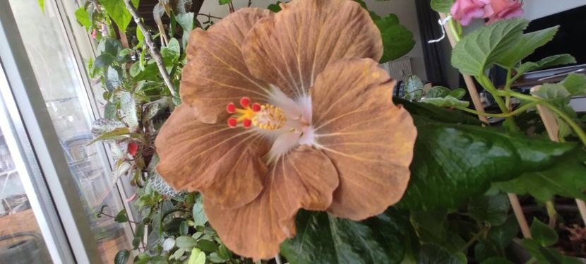  - Hibiscus din seminte 2020-2021