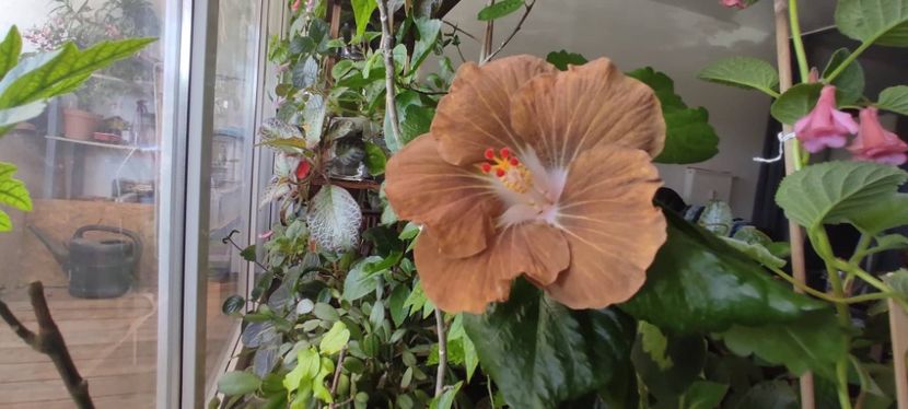  - Hibiscus din seminte 2020-2021