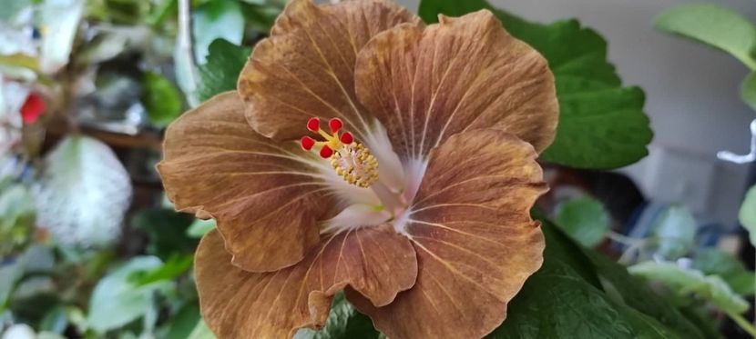  - Hibiscus din seminte 2020-2021