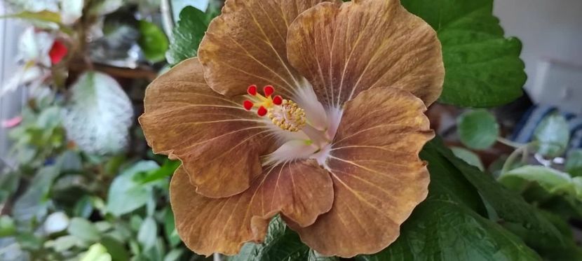  - Hibiscus din seminte 2020-2021