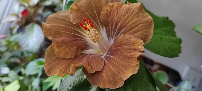  - Hibiscus din seminte 2020-2021