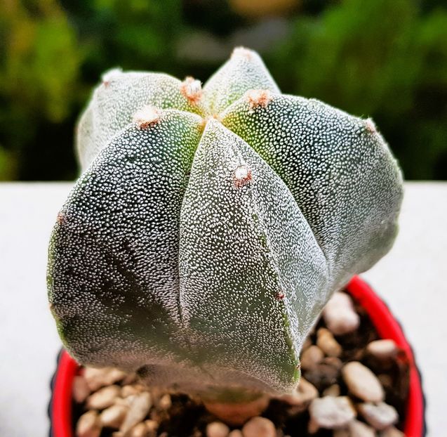  - Cactusi si suculente