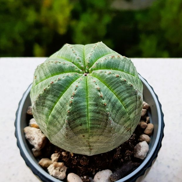  - Cactusi si suculente