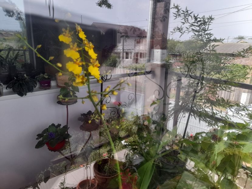  - Hibiscusi 2020 2022 2023