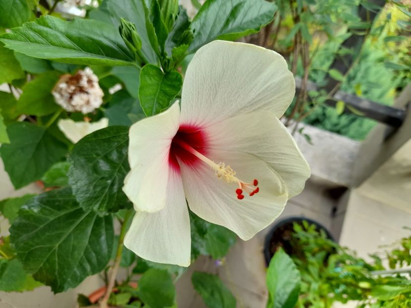  - Hibiscusi 2020 2022 2023