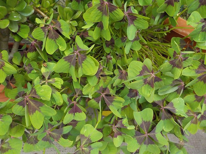  - oxalis iron cross
