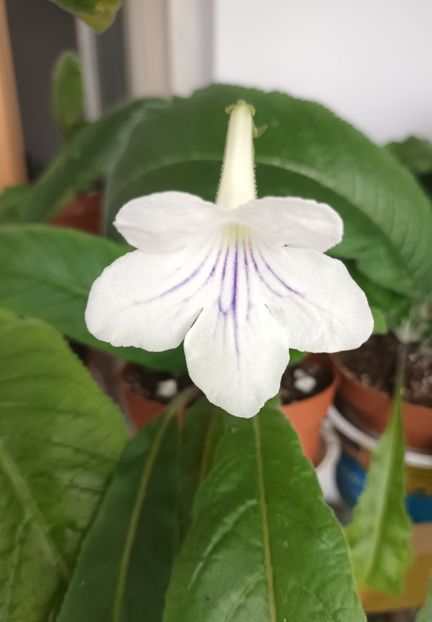  - STREPTOCARPUS