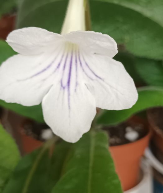  - STREPTOCARPUS