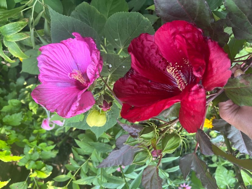 85825C96-B0B5-4F4E-ABA2-DBAF62626D99 - Hibiscus moscheutus