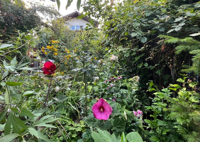 8C4DB4B8-32AB-4870-BE79-036D0F0E6EF0 - Hibiscus moscheutus