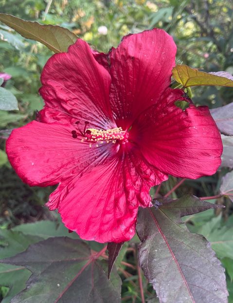 E106B220-77E1-4867-908F-52078C8AE6FD - Hibiscus moscheutus